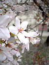 動検の桜