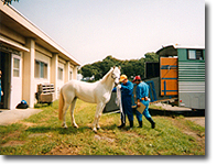 動物検疫所に収容される馬